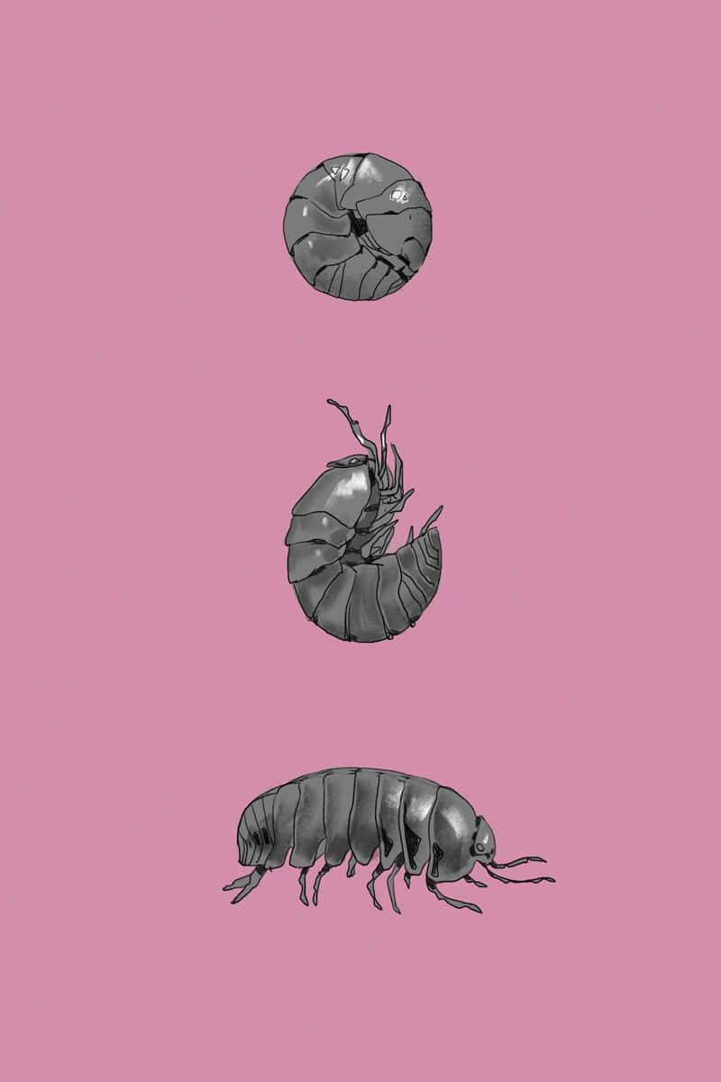 Pillbug_ Life_ Stages_ Illustration Wallpaper