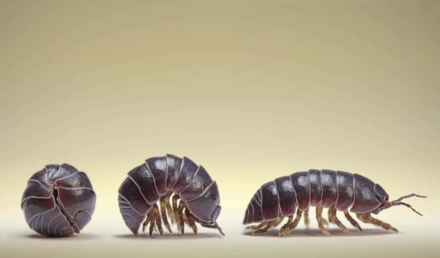 Pillbug Life Stages Wallpaper