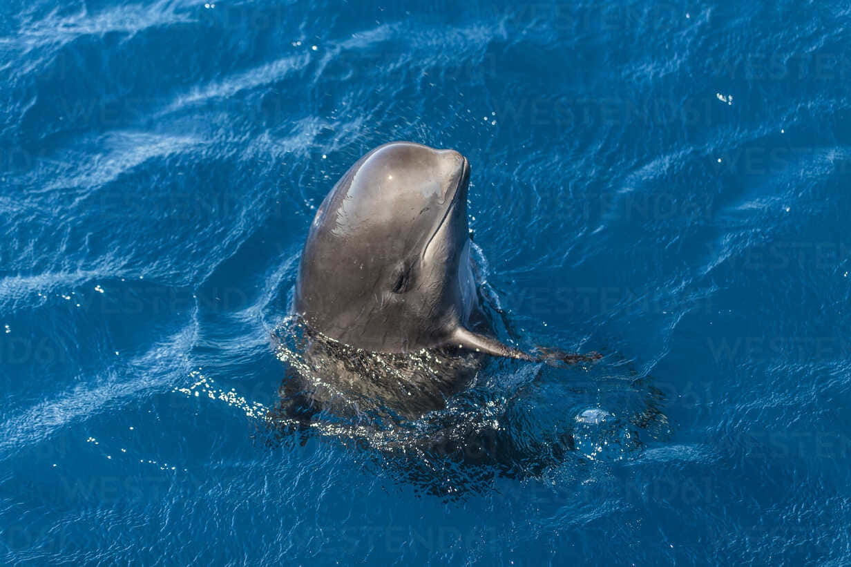 Pilot Whale Emerging From Blue Water Wallpaper