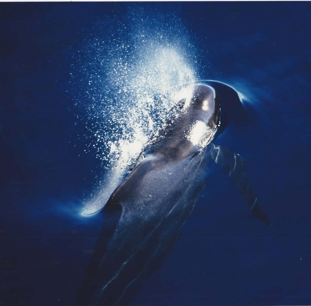 Pilot Whale Emerging With Spray Wallpaper