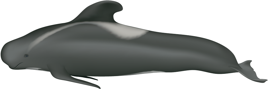 Pilot Whale Illustration PNG
