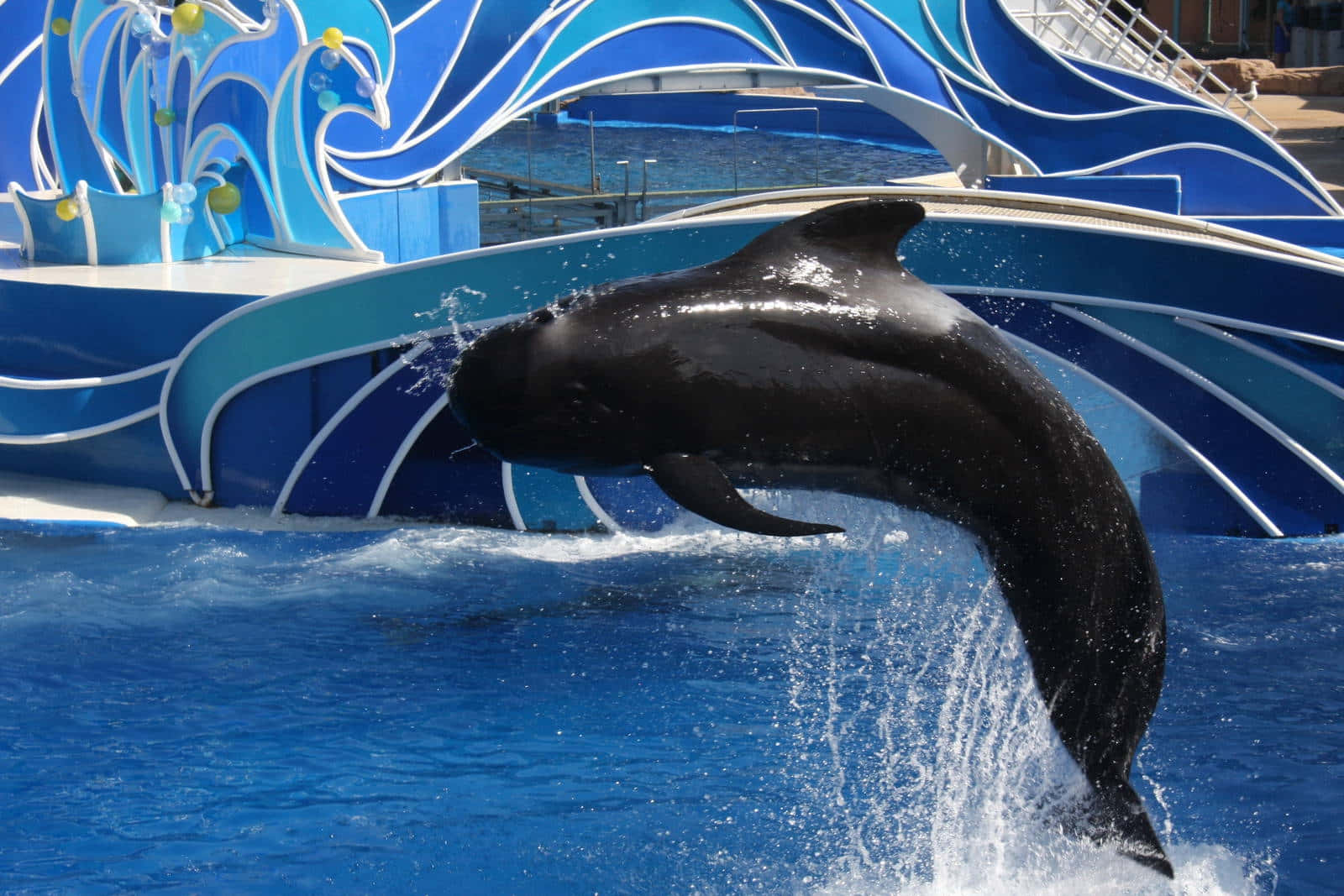Pilot Whale Leapingat Aquarium Show Wallpaper