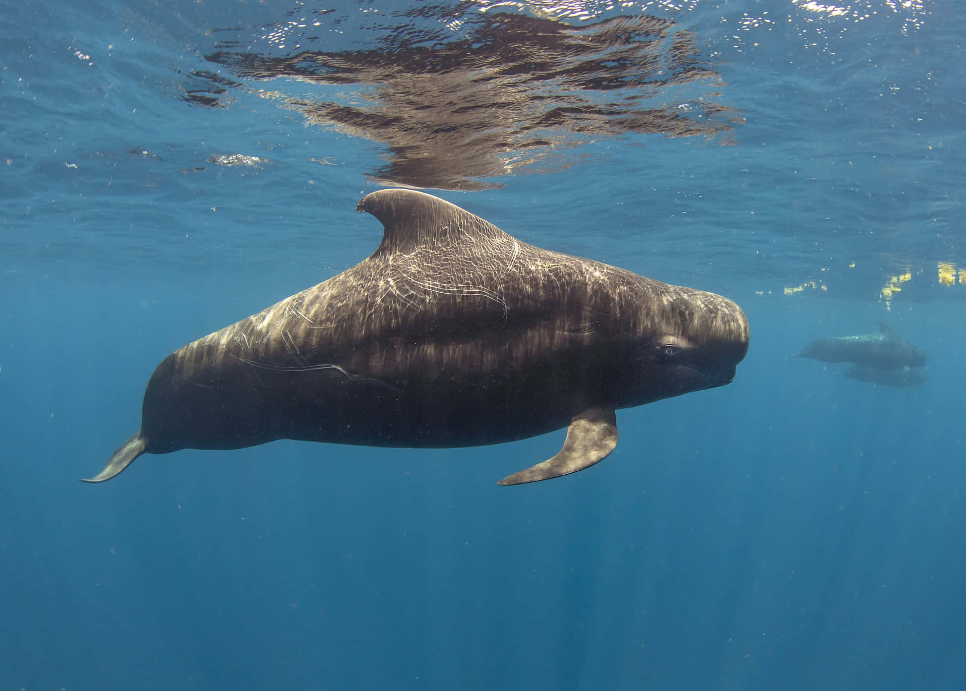Pilot Whale Underwater Serenity Wallpaper