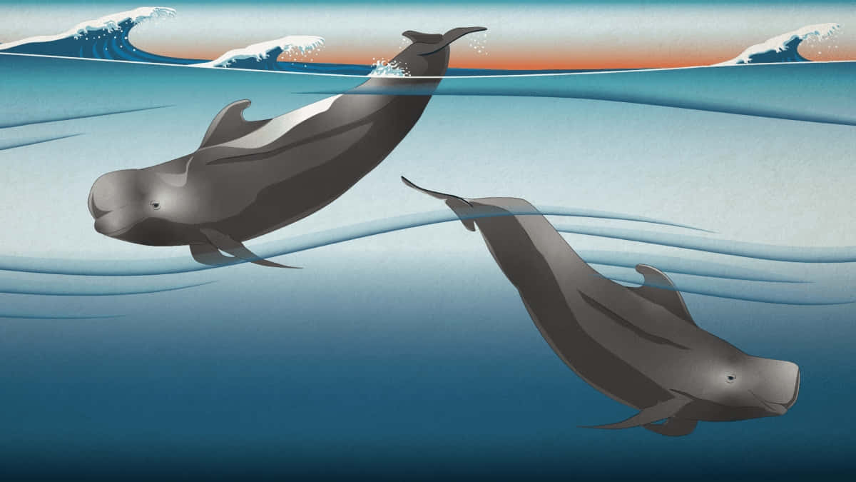 Pilot Whales Gliding Underwater Wallpaper
