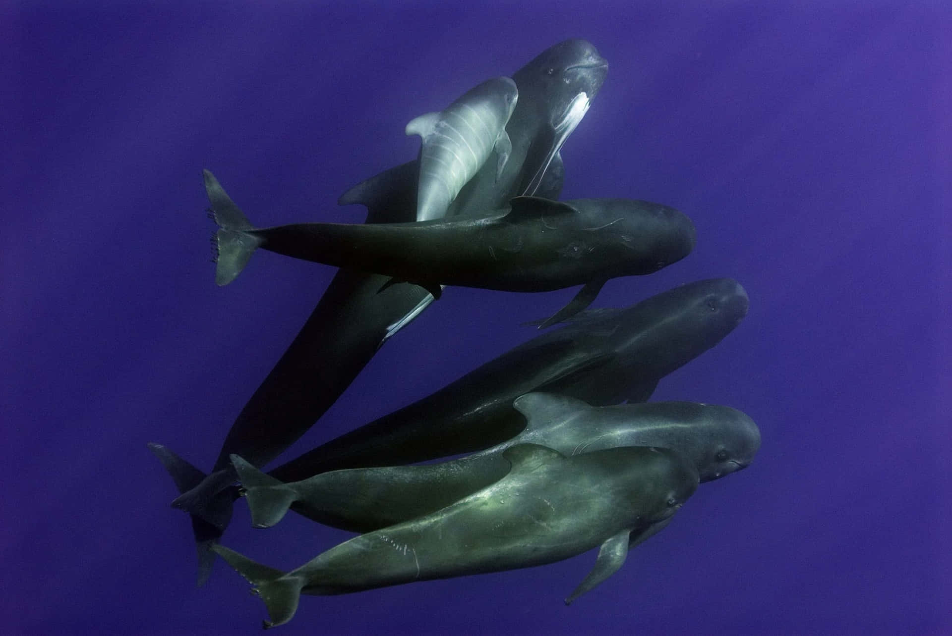 Pilot Whales Underwater Formation Wallpaper