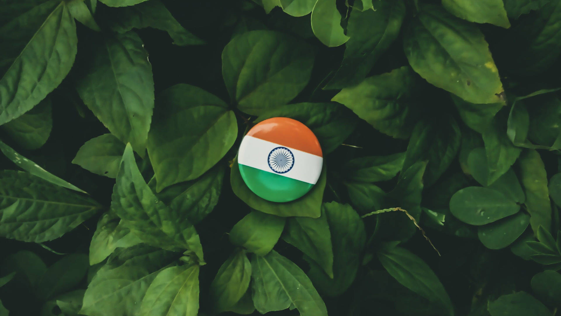 Pin On Leaves Indian Flag 4k Background