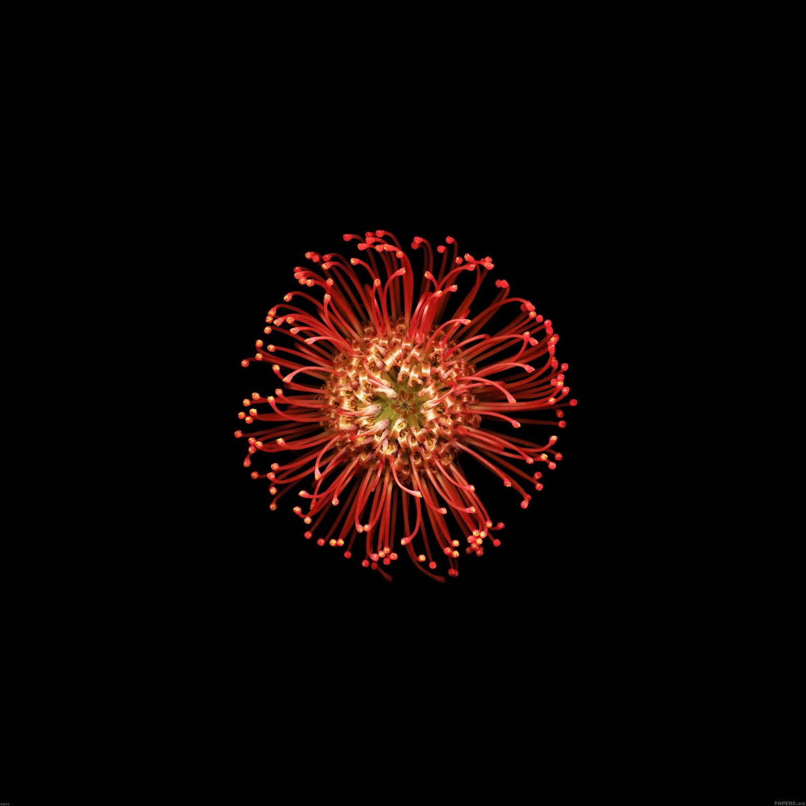 Pincushion Flower Apple Wallpaper