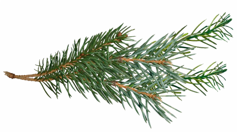 Pine Branch Green Needles.png PNG