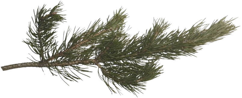 Pine Branch Isolated.png PNG