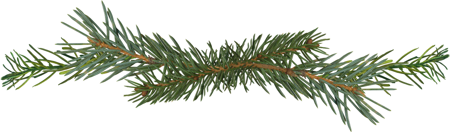 Pine Branch Isolated.png PNG