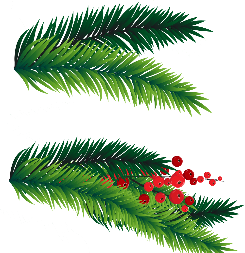 Pine Brancheswith Red Berries PNG