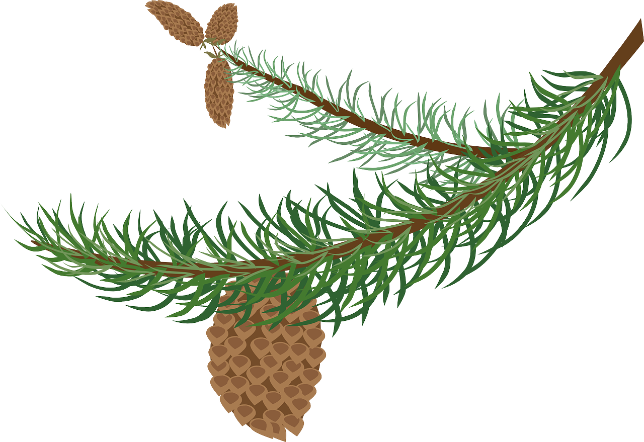 Pine Branchwith Cone PNG