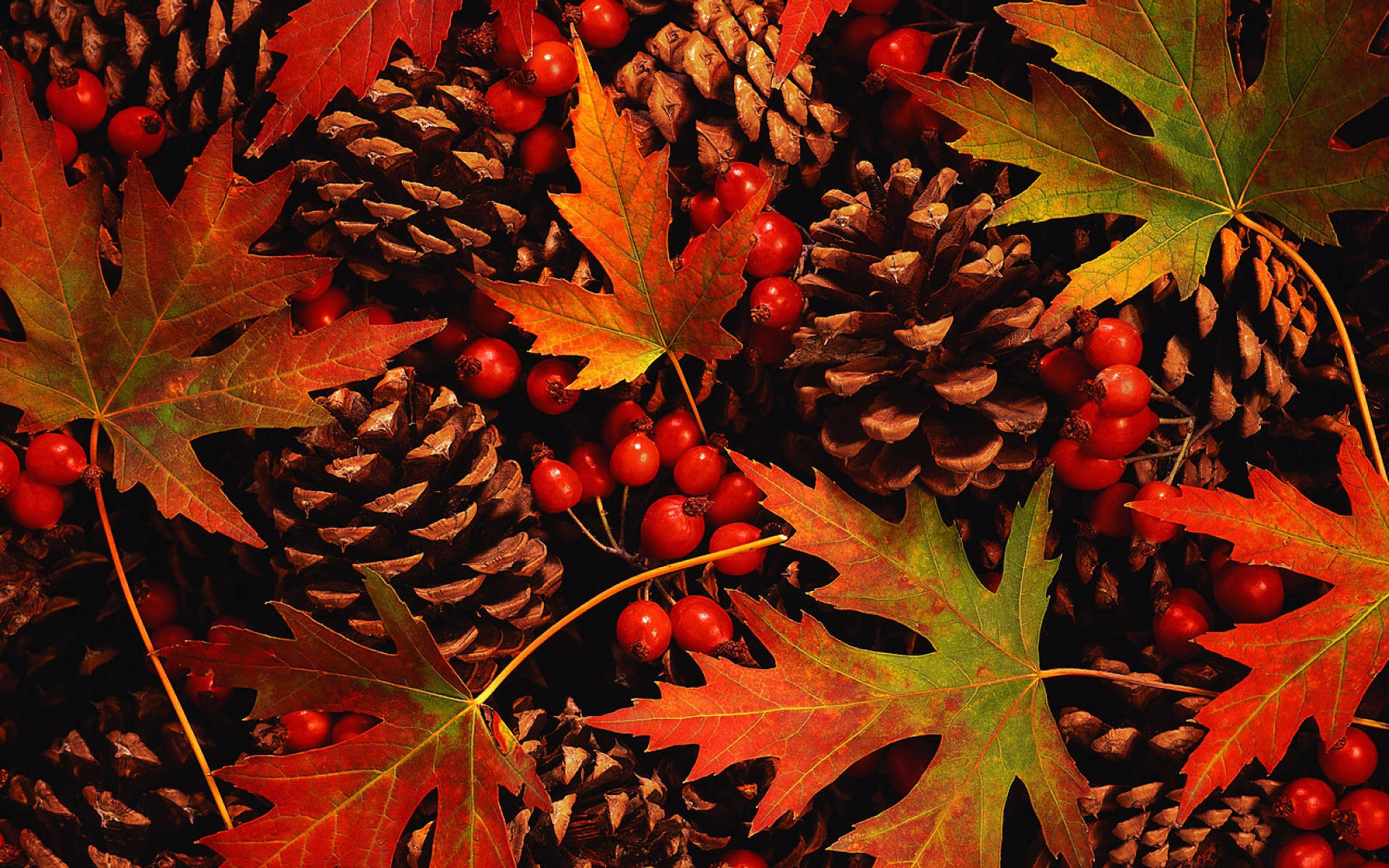 Pine Cones Beautiful Autumn Desktop Wallpaper