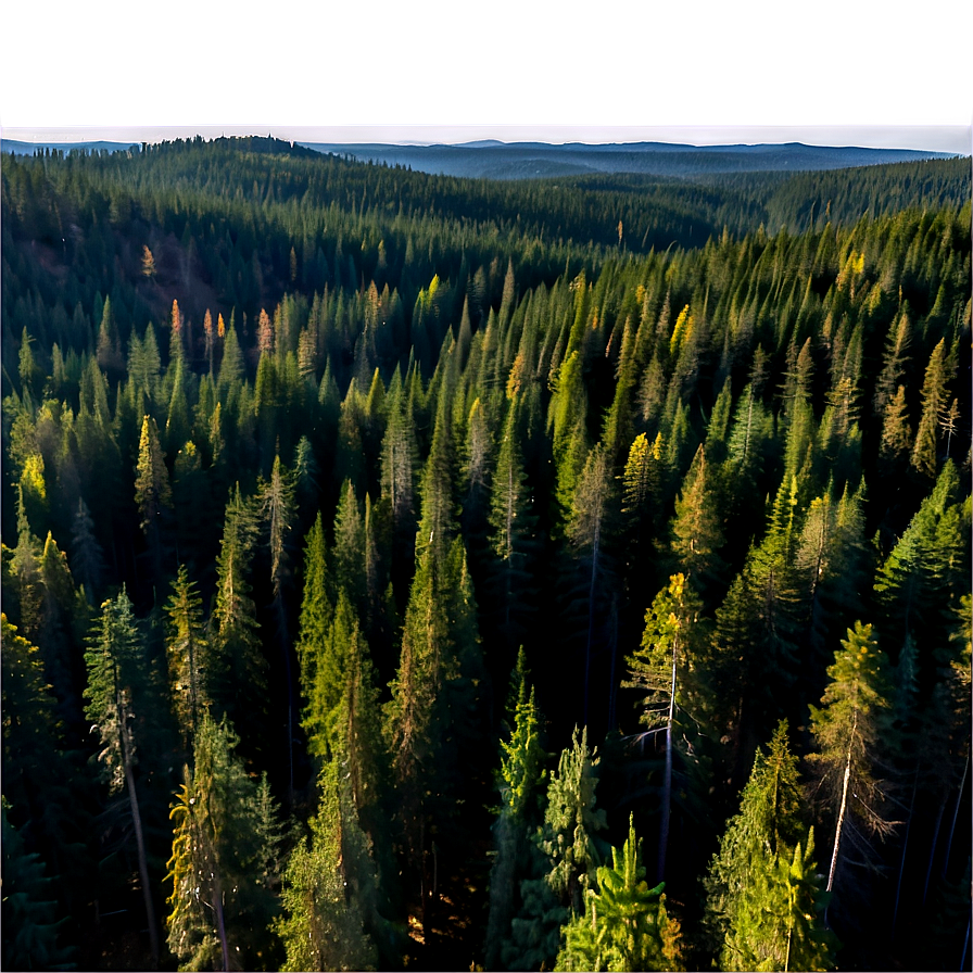 Pine Forest Aerial View Png 06132024 PNG