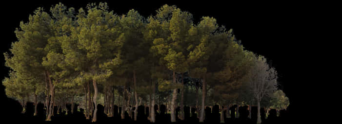 Pine Forest Edge Night PNG