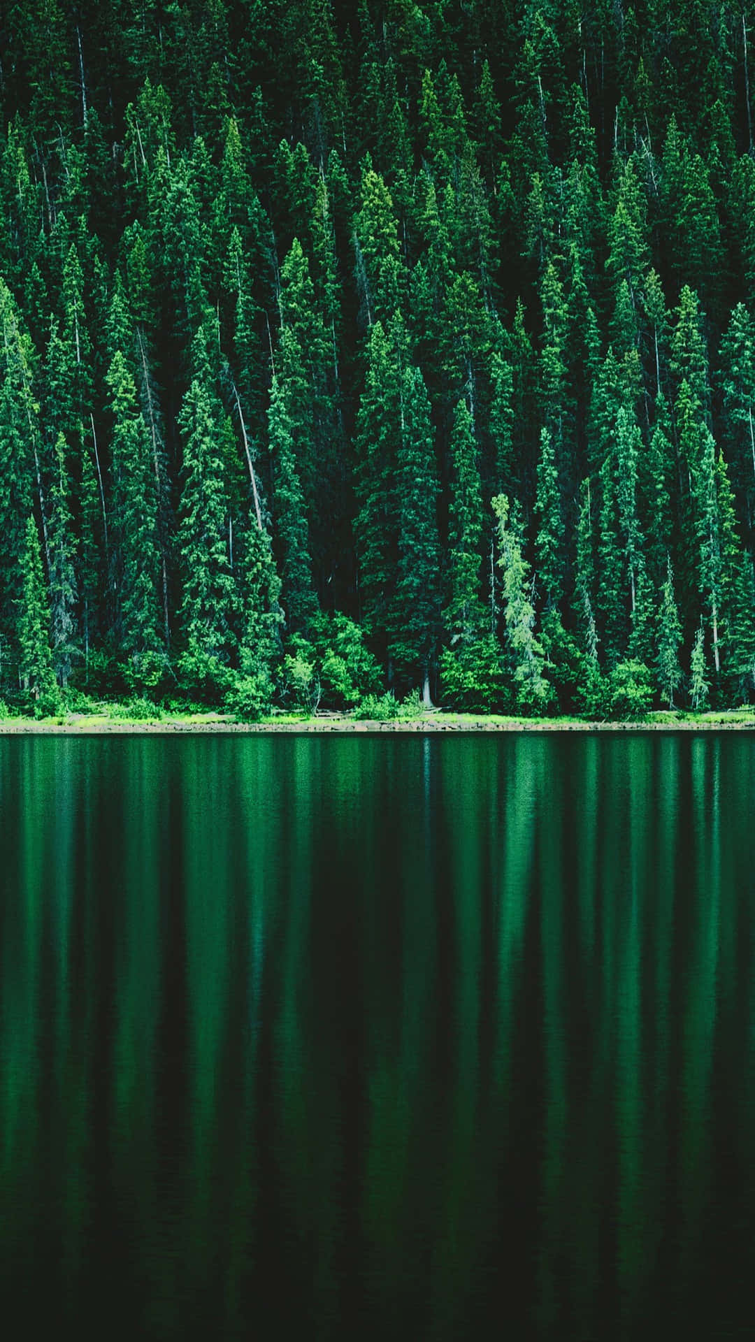 Pine Forest Reflection Lake Wallpaper
