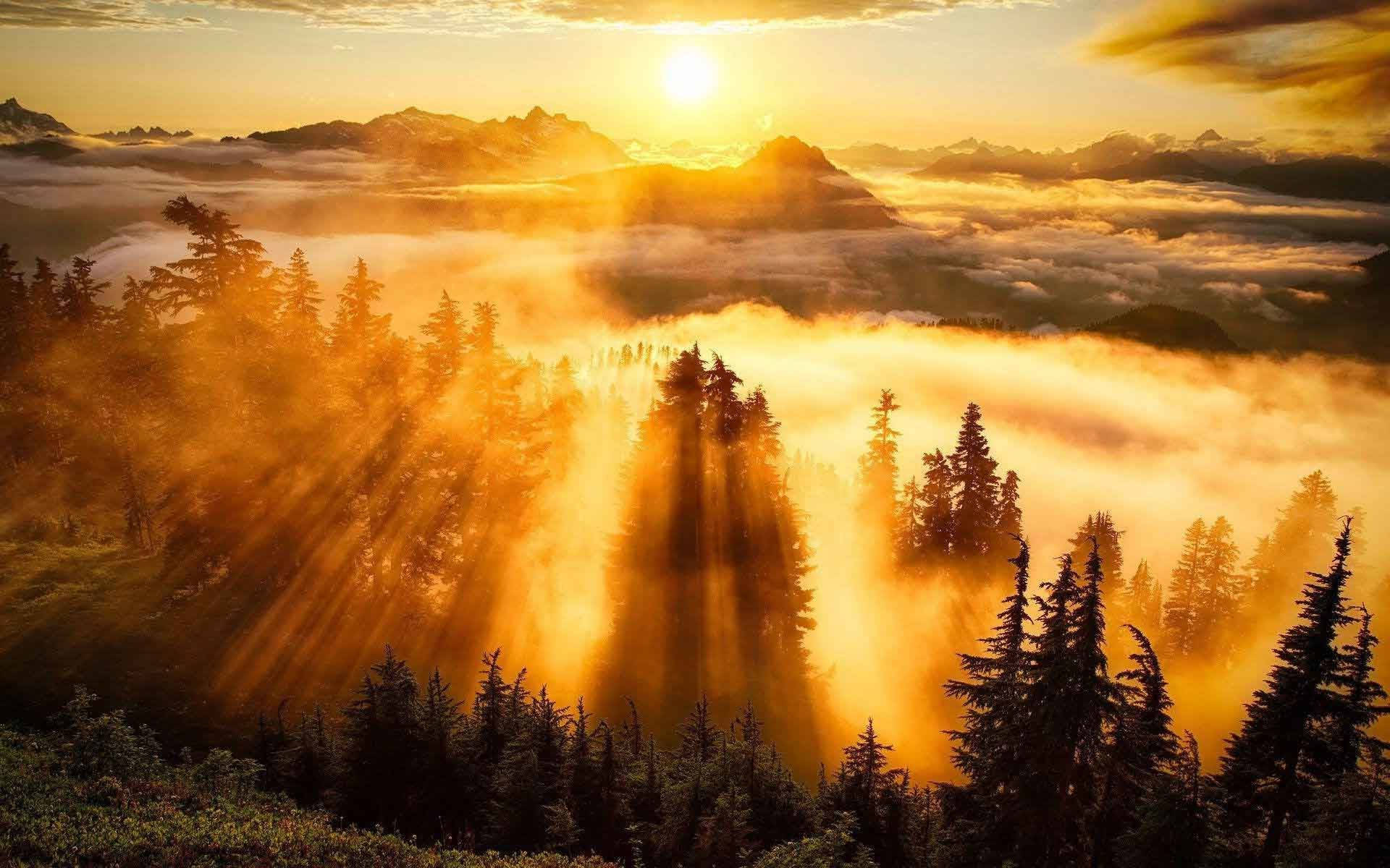 Pine Forest Sunrise Nature Wallpaper