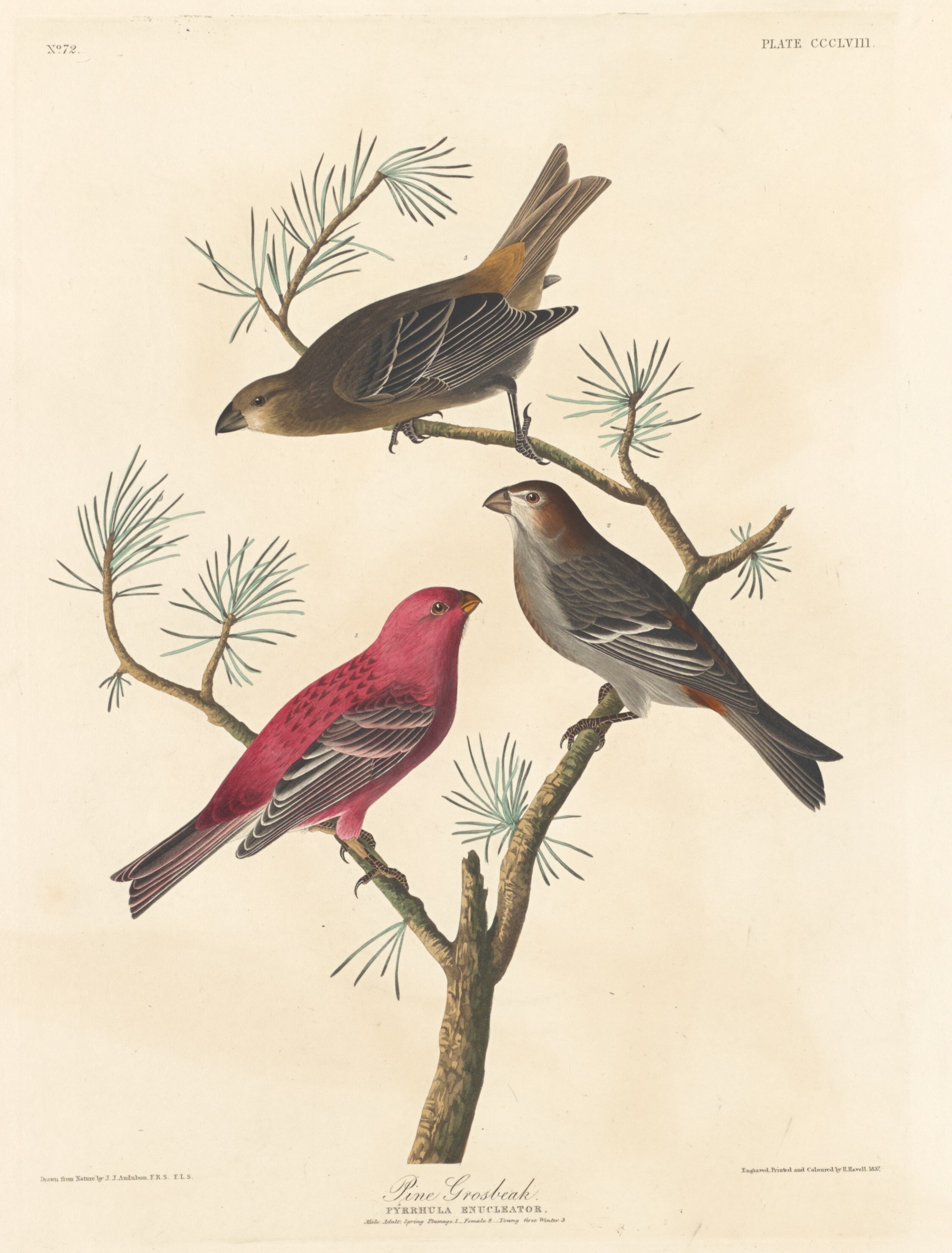 Pine Grosbeak Wallpaper