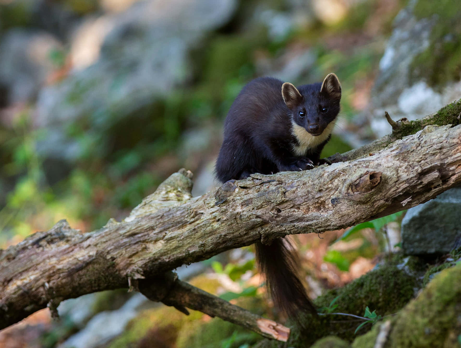 Pine Martenin Forest Habitat Wallpaper