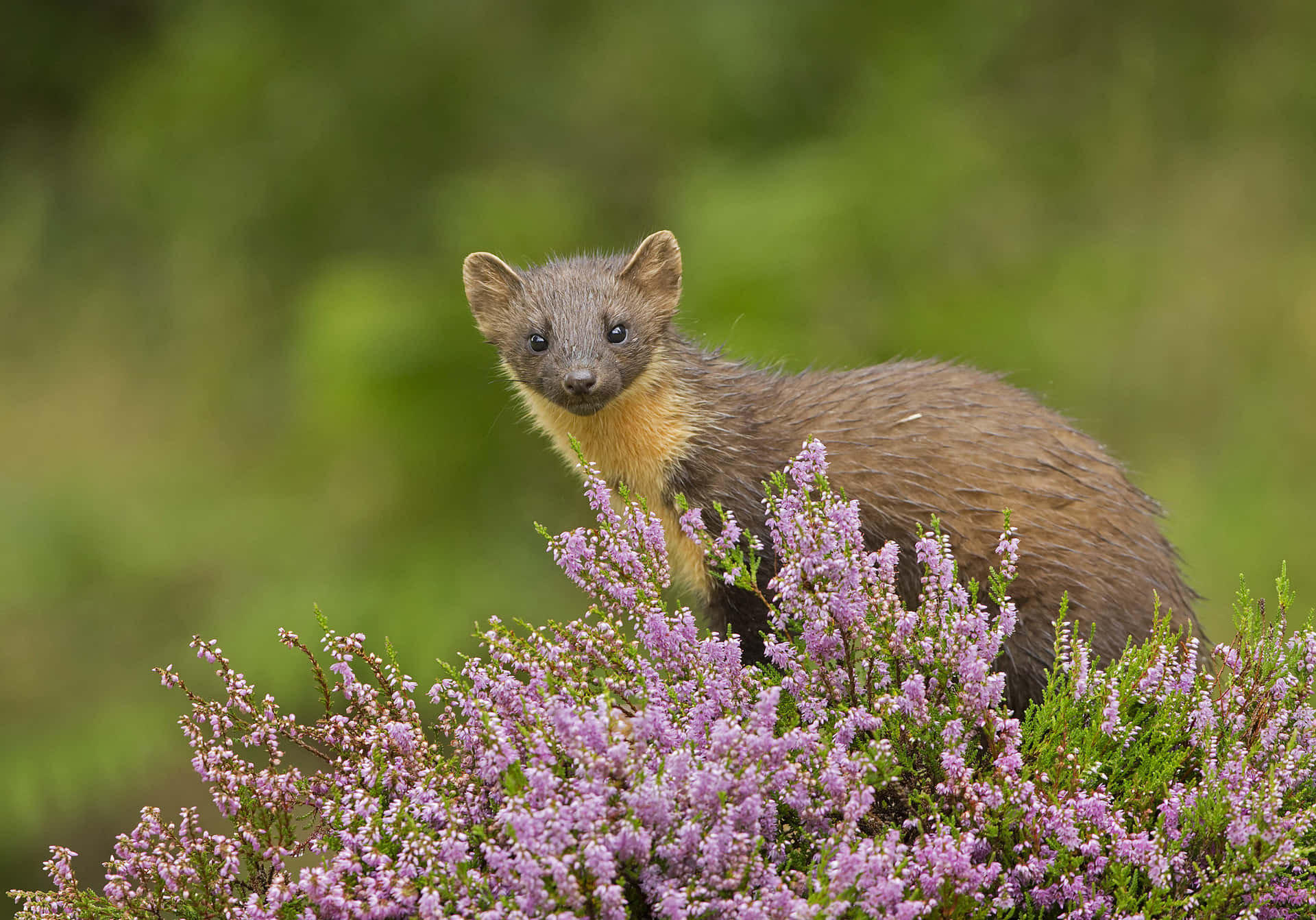 Pine Martenin Heather Wallpaper