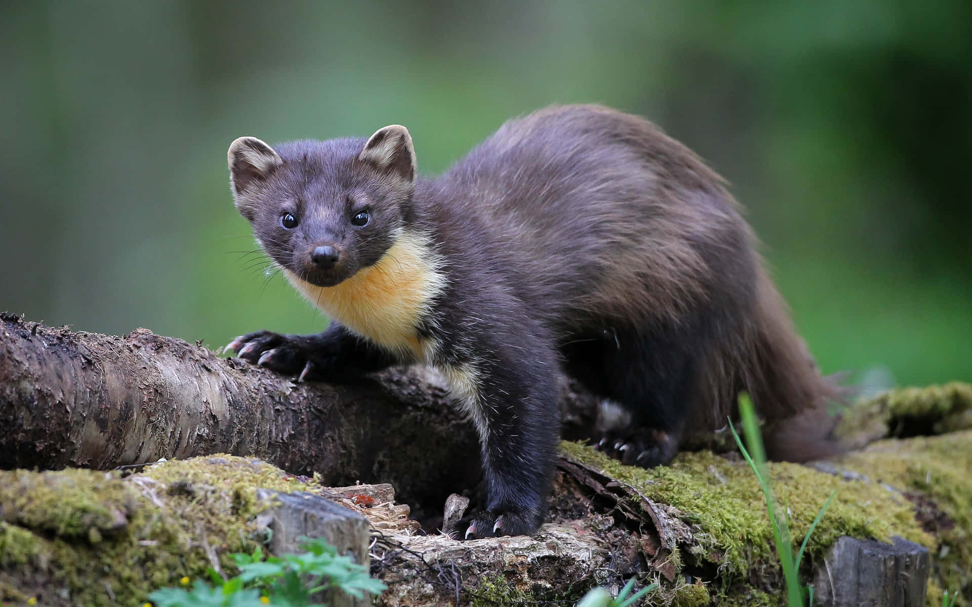 Pine Marten In Natuurlijke Habitat.jpg Achtergrond