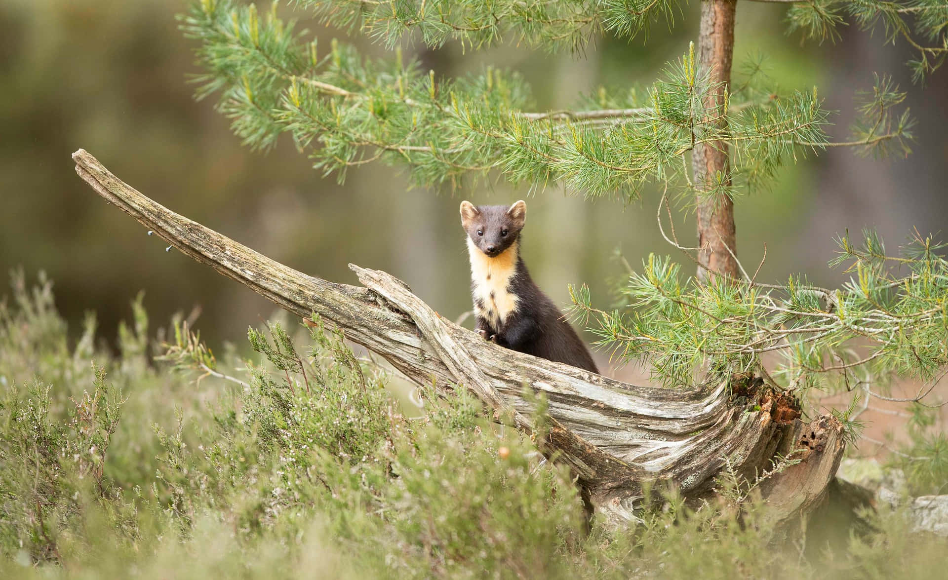 Pine Martenin Natural Habitat Wallpaper