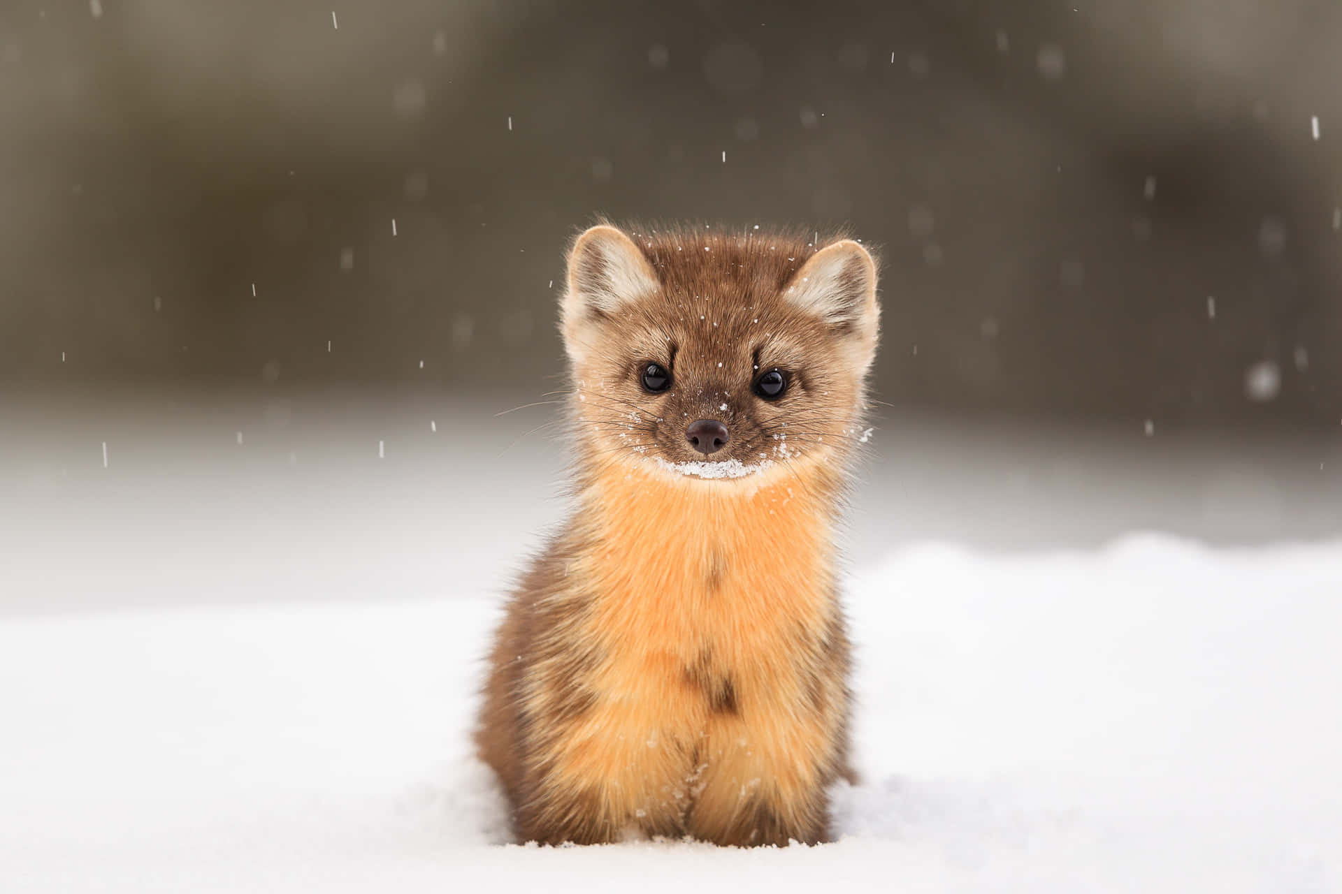 Pine_marten_in_sneeuwval.jpg Achtergrond