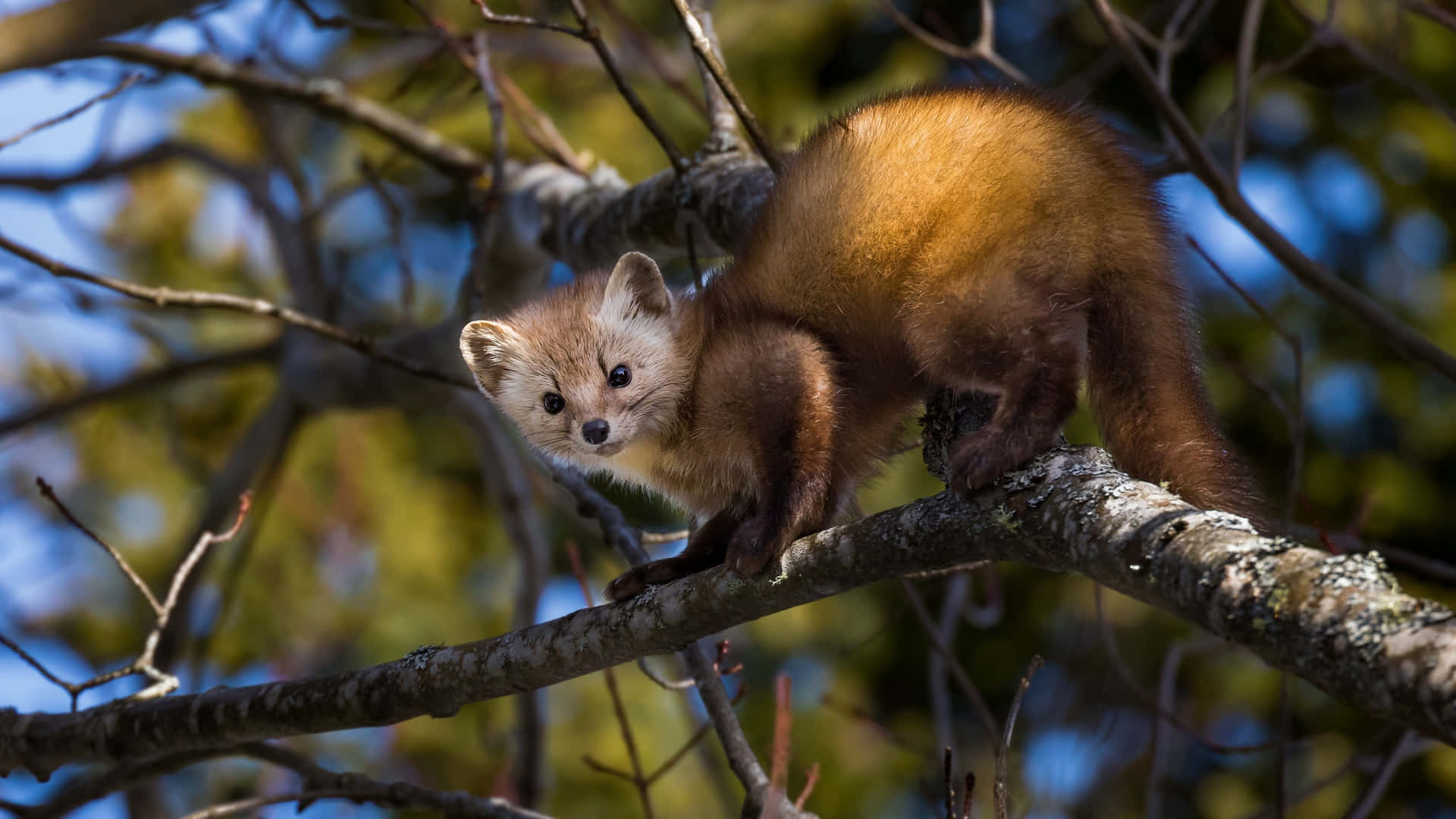 Pine_marten_in_boomtak.jpg Achtergrond