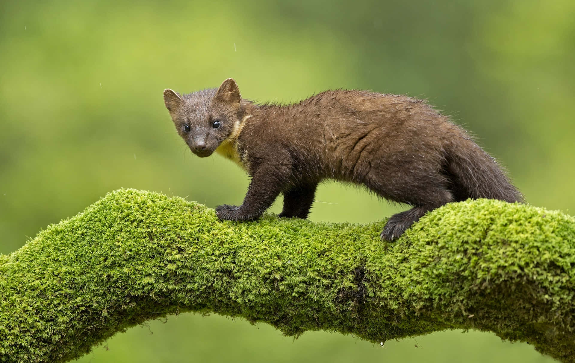 Pine_marten_op_mossige_tak.jpg Achtergrond