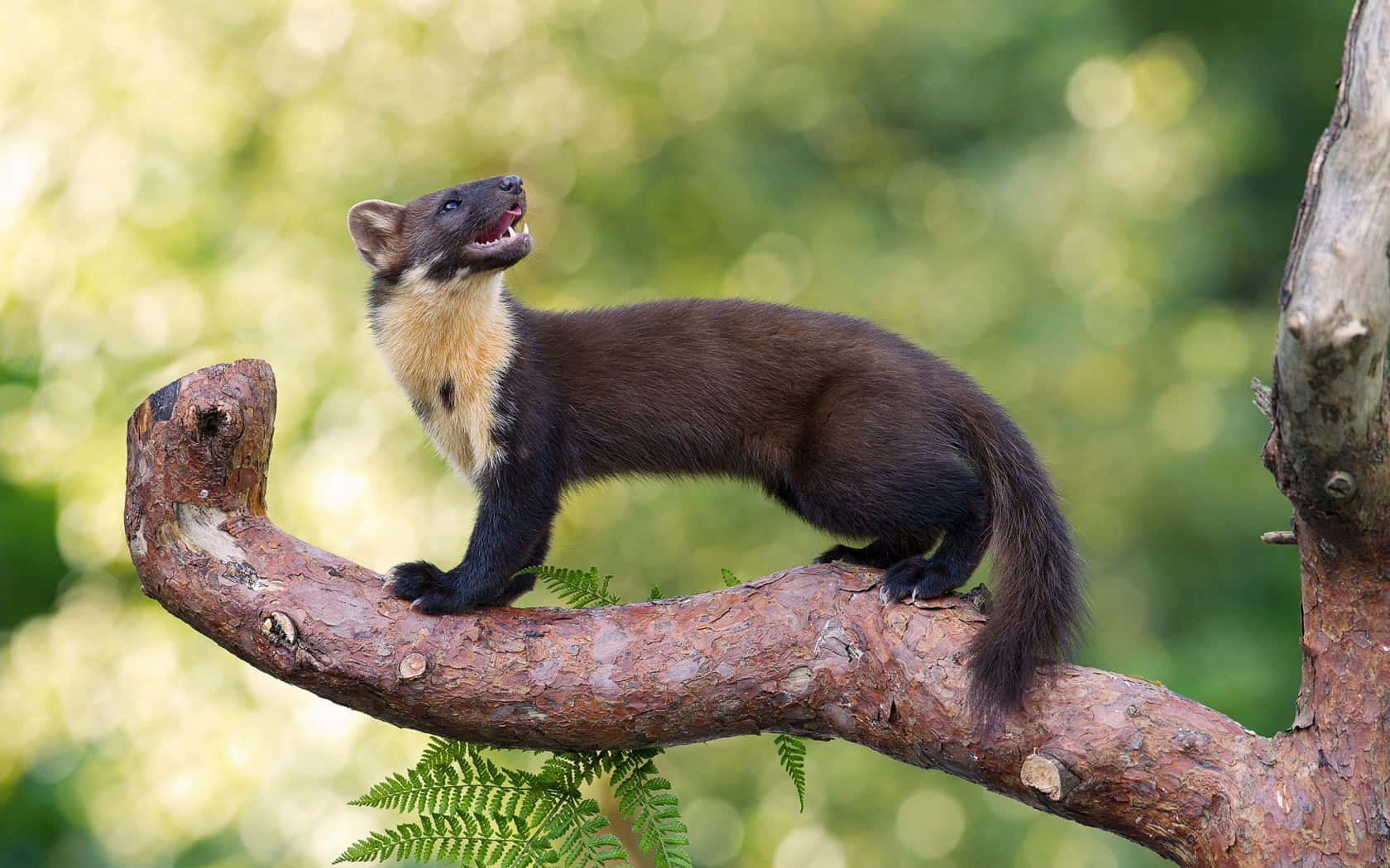 Pine_marten_op_boomtak Achtergrond