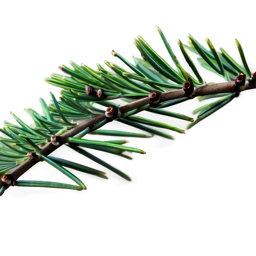 Pine Needle Close-up Png 51 PNG