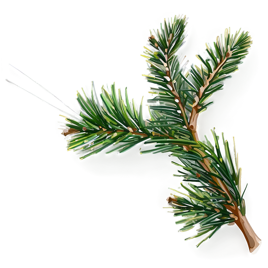 Pine Needle Close-up Png 9 PNG