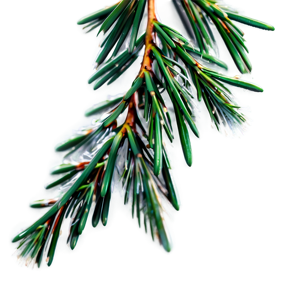 Pine Needle Close-up Png Wfr PNG