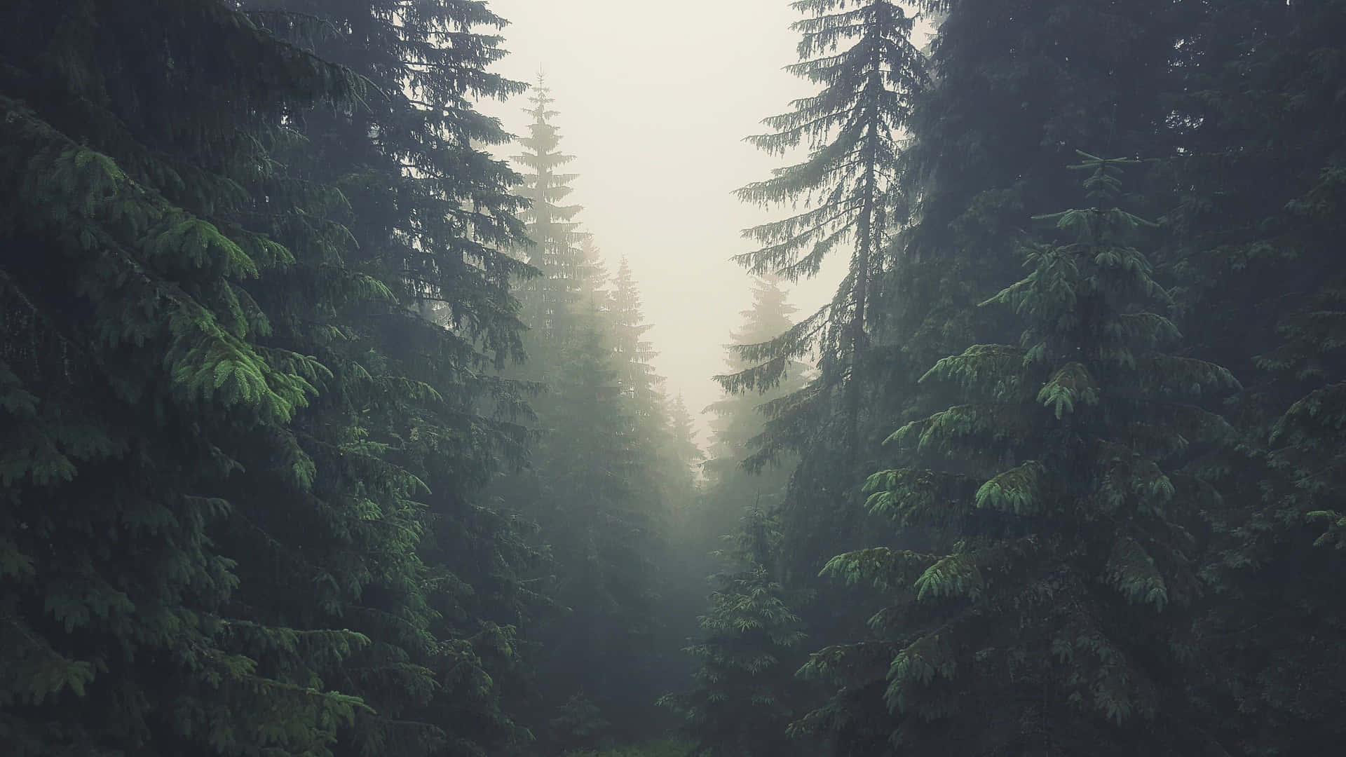 a forest with trees in the fog