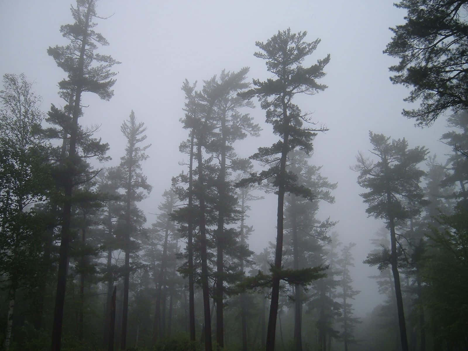 Pine Tree Hazy Sky Background