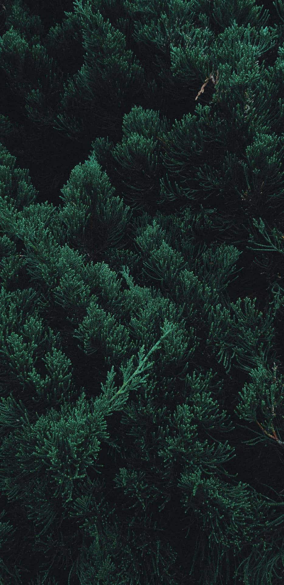 Pine Tree Darkness Leaves Background