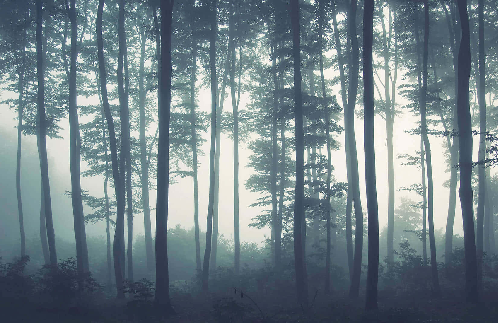Pine Tree Thin Fog Background