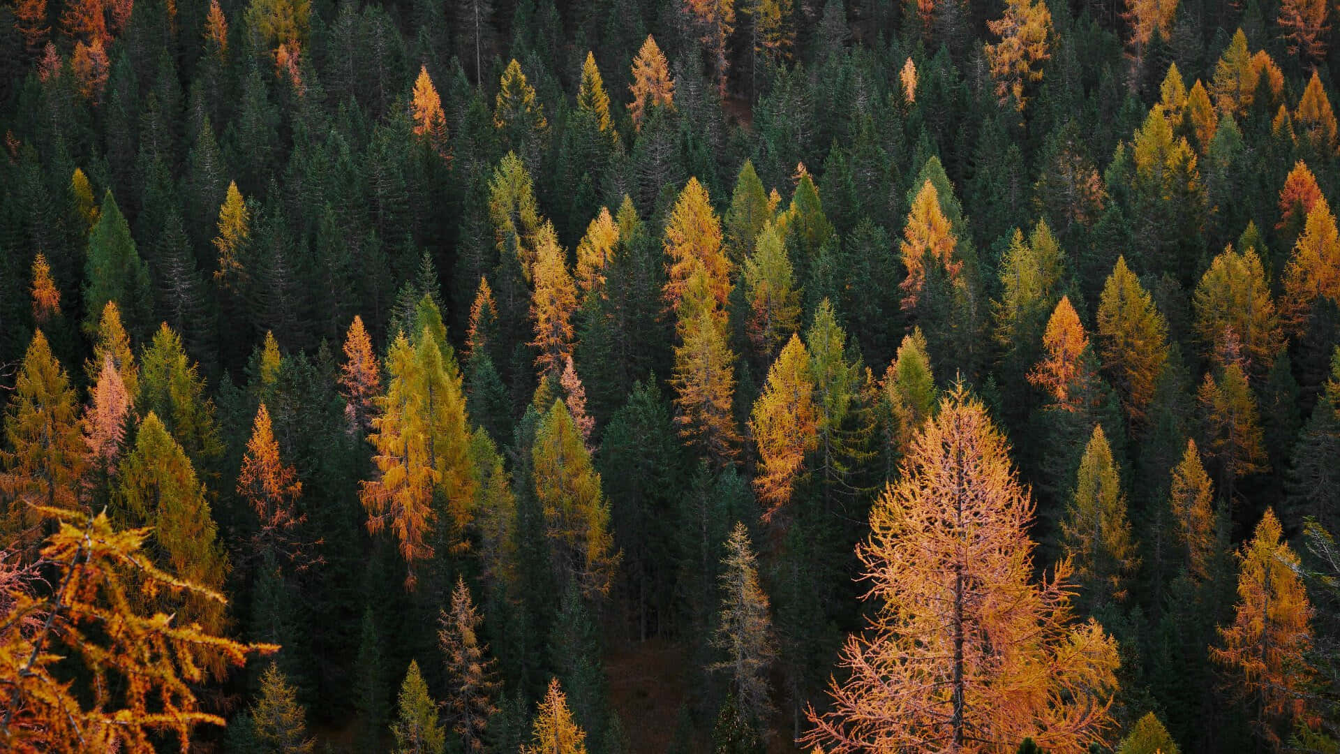 Pine Tree Yellow Colors Background