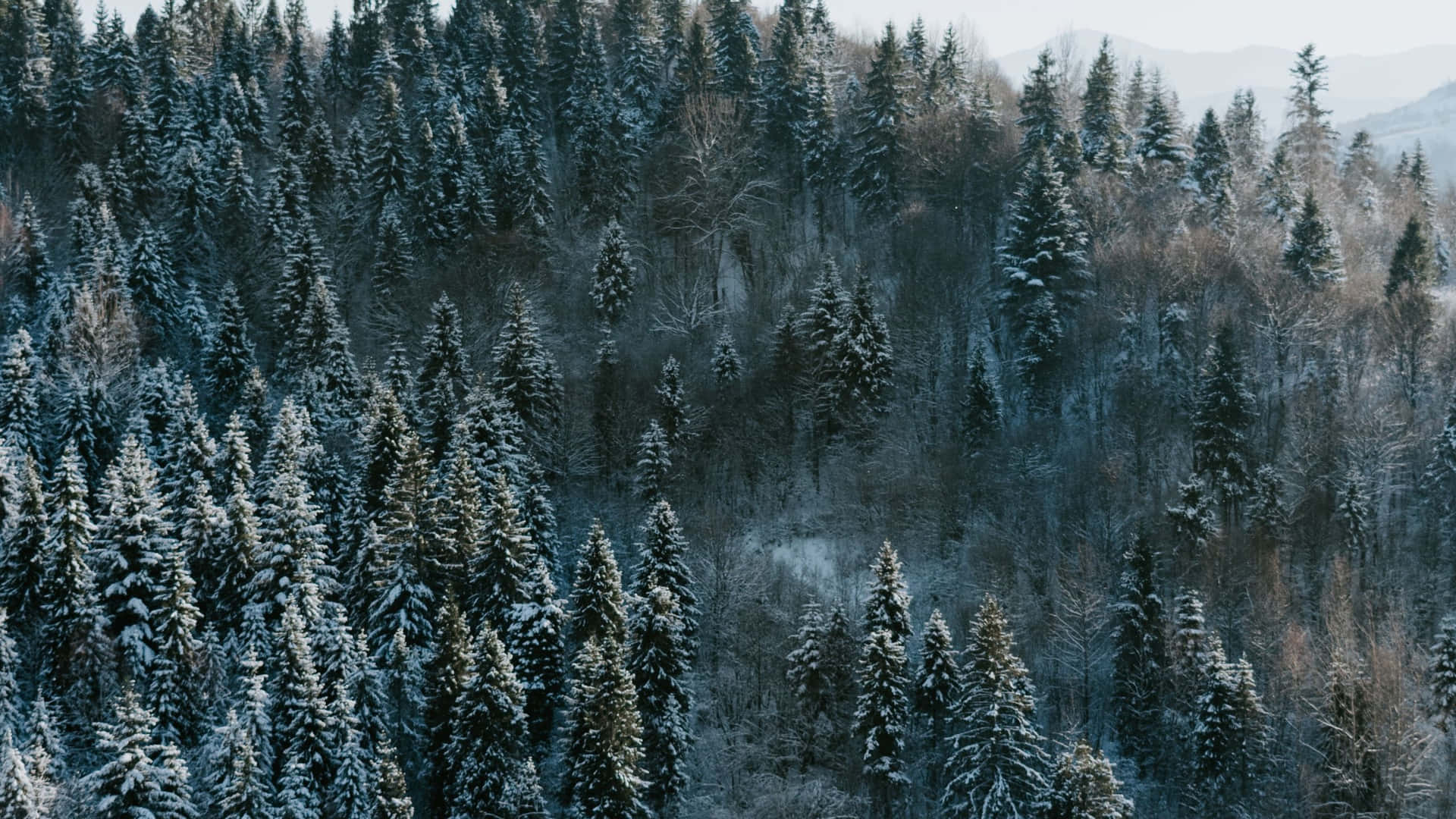 Pine Tree Sprinkled Snow Background