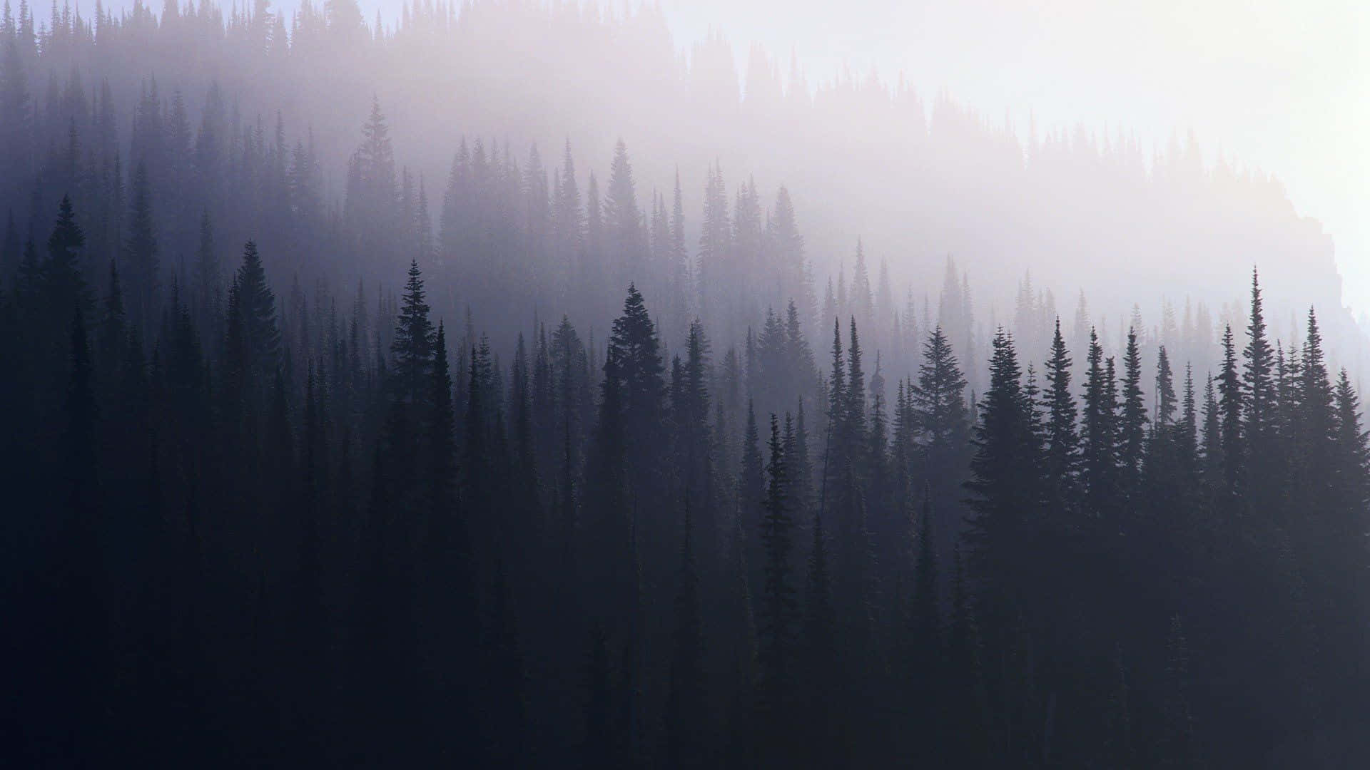 Pine Tree White Mist Background