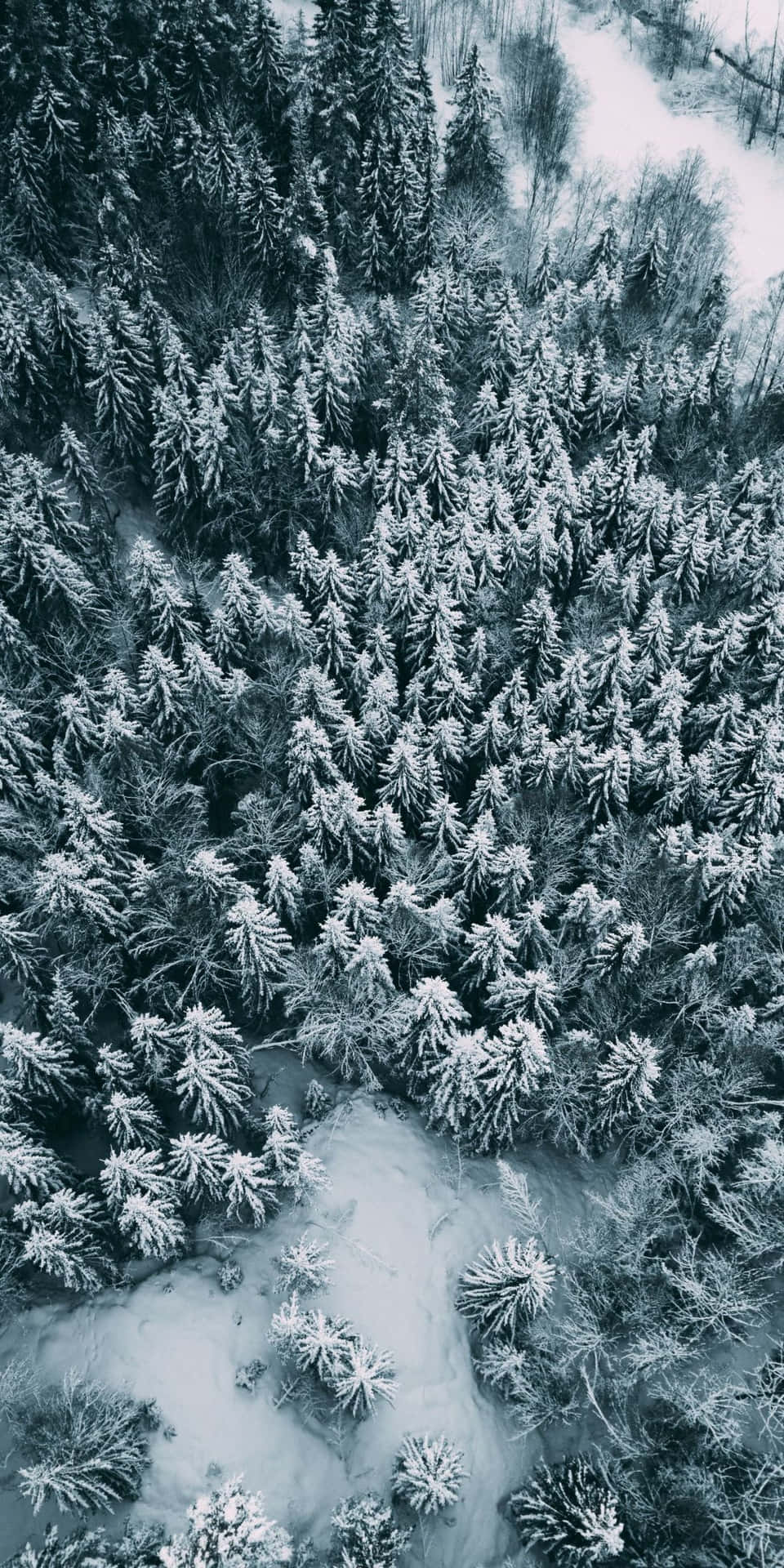 Pine Tree Aerial View Background