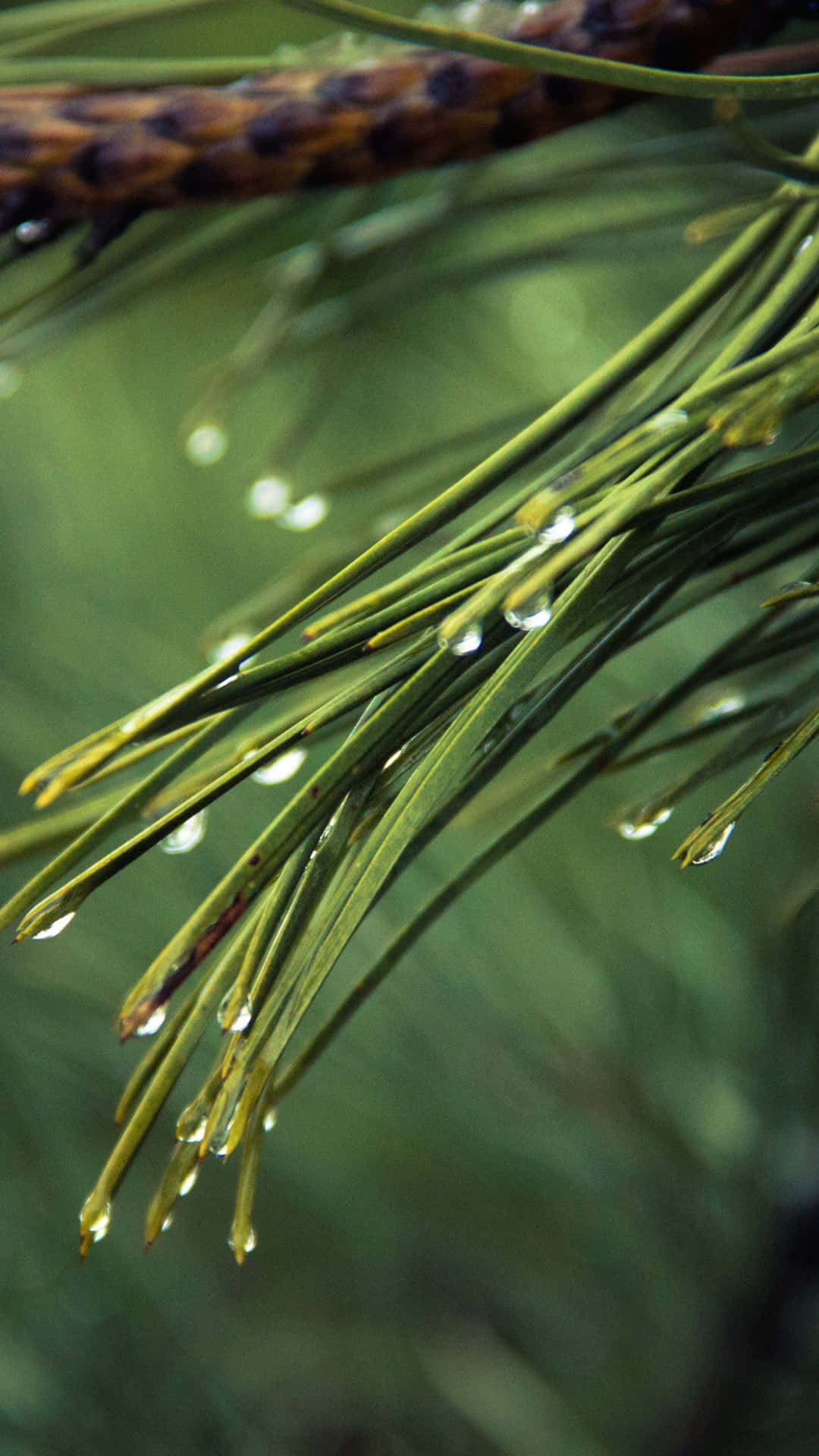 Pine Tree Water Droplets Background