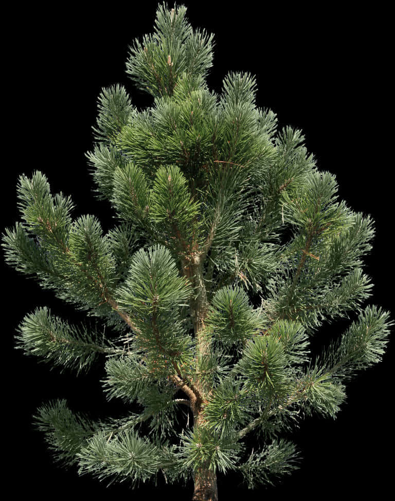 Pine_ Tree_ Isolated_on_ Black_ Background PNG