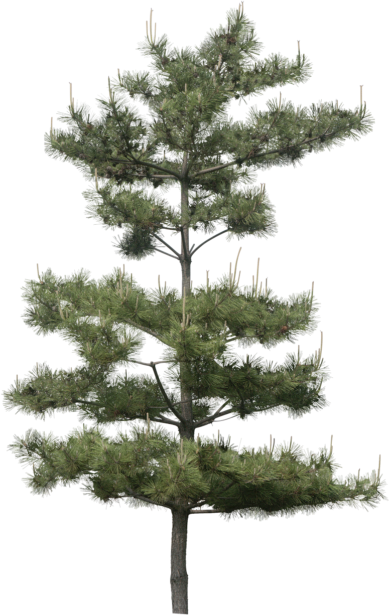 Pine Tree Isolatedon Transparent Background.png PNG