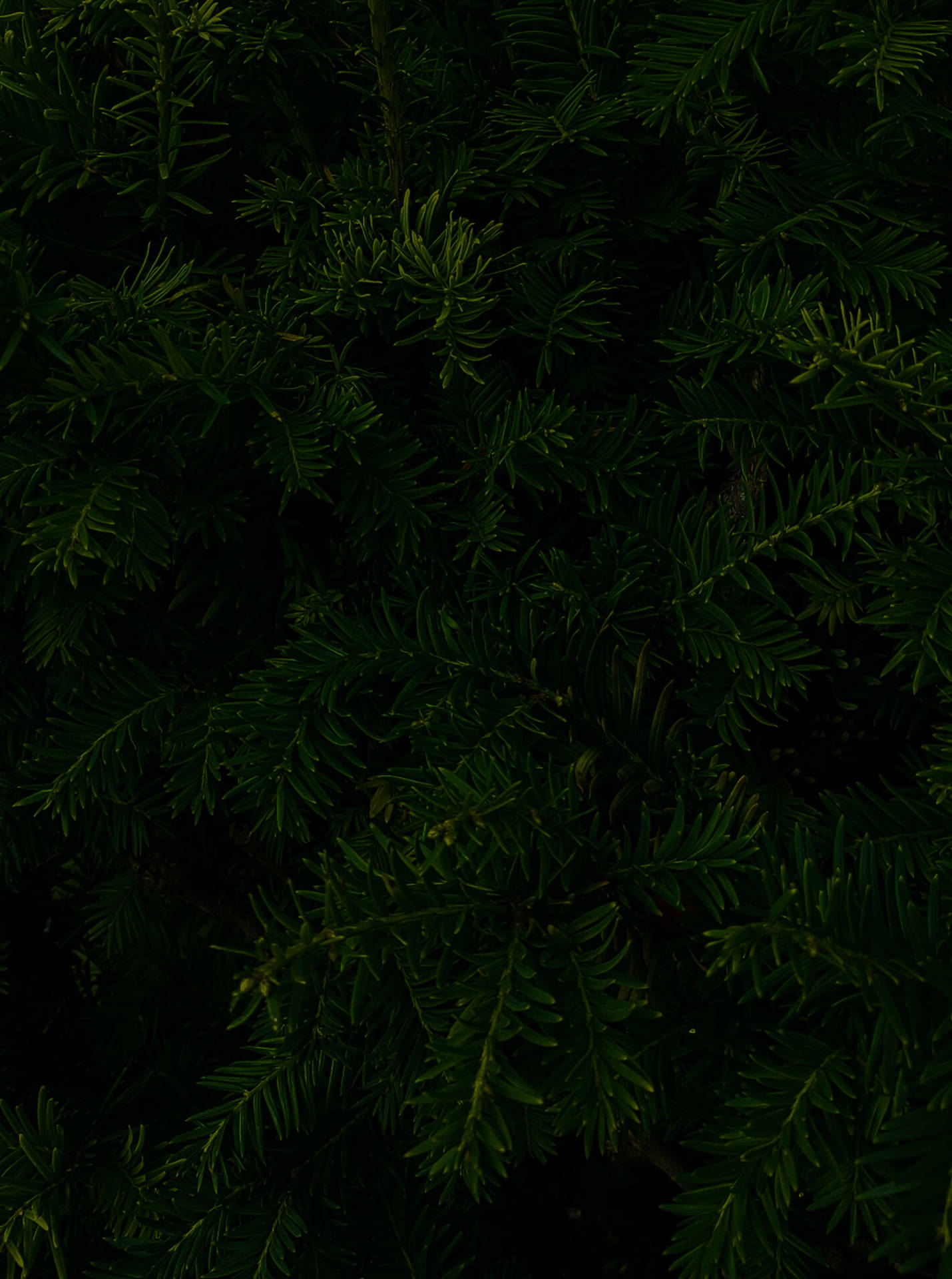 Pine Tree Leaves Black Aesthetic Tumblr Iphone Wallpaper