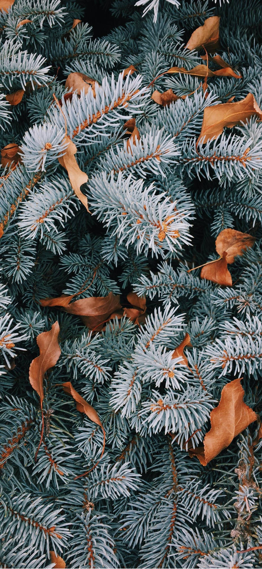 Pine Tree Leaves Christmas IPhone Wallpaper