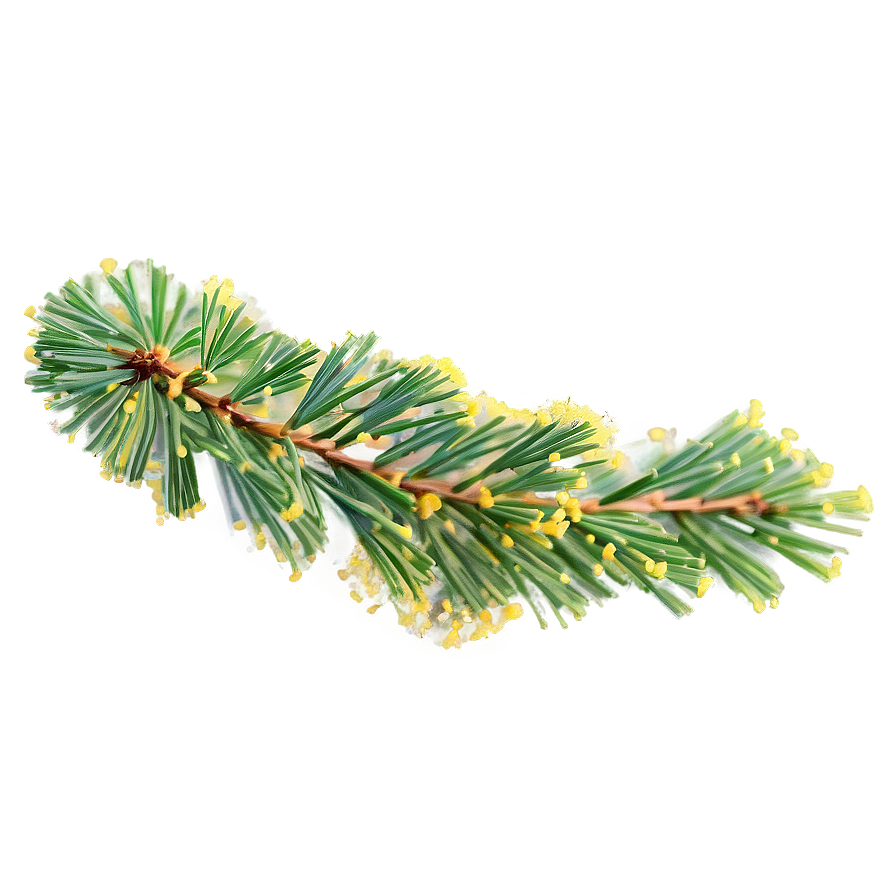 Pine Tree Pollen Cloud Png 06132024 PNG