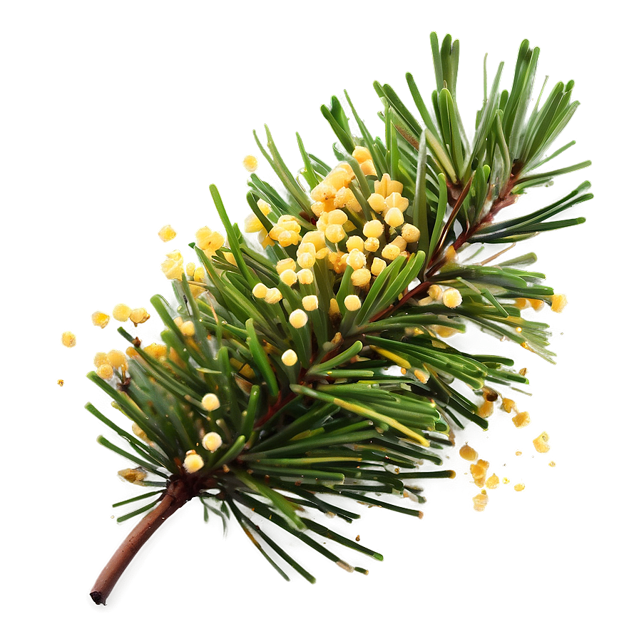 Pine Tree Pollen Cloud Png 06132024 PNG