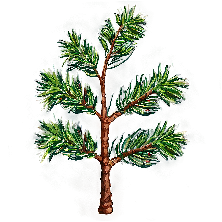 Pine Tree Sapling Png 06132024 PNG