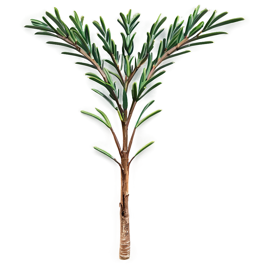 Pine Tree Seedling Png 28 PNG